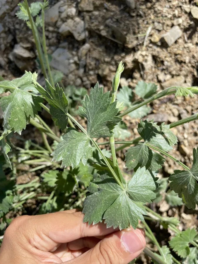 Pimpinella brachyclada