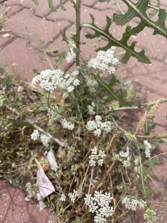 Pimpinella eriocarpa