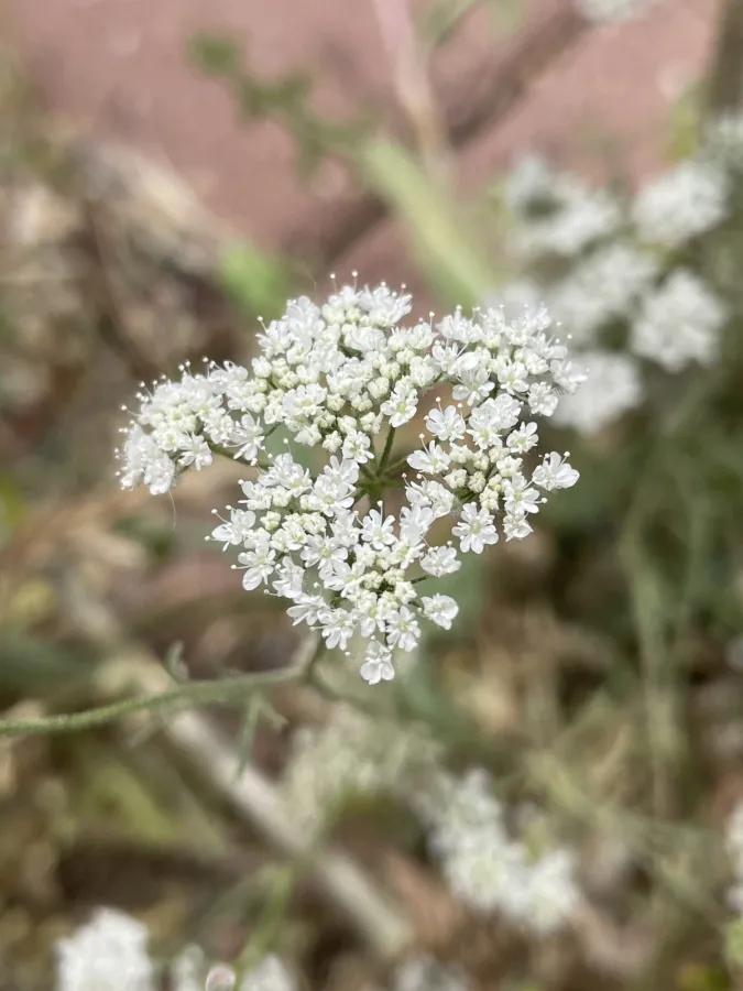 Pimpinella eriocarpa