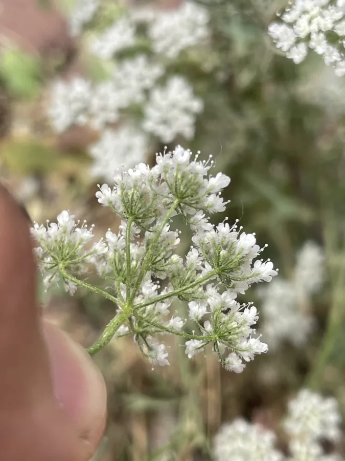 Pimpinella eriocarpa