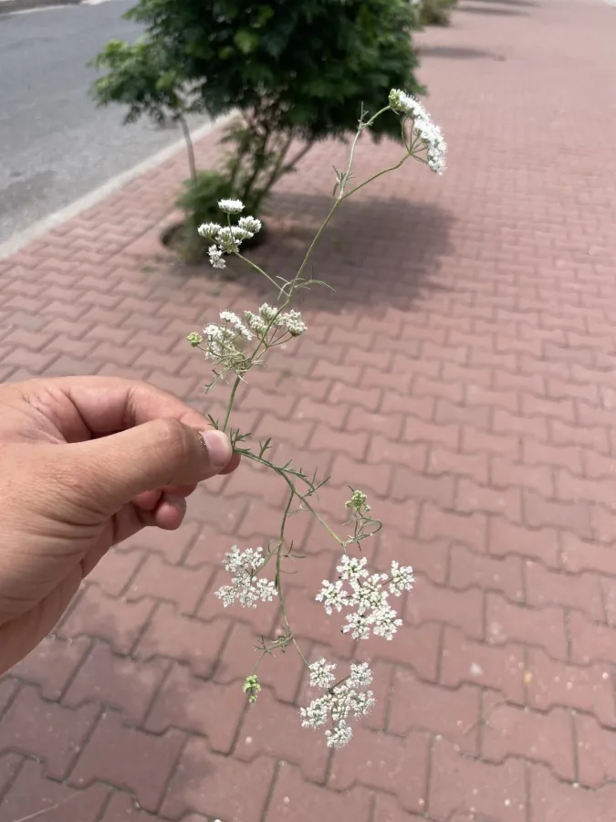 Pimpinella eriocarpa