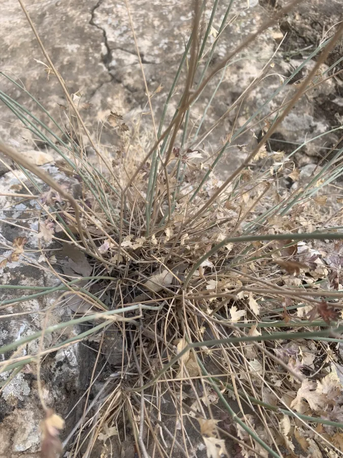 Pimpinella hadacii
