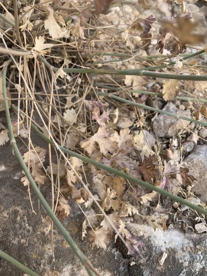 Pimpinella hadacii