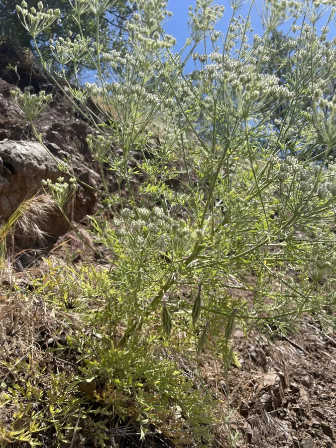 Pimpinella kotschyana