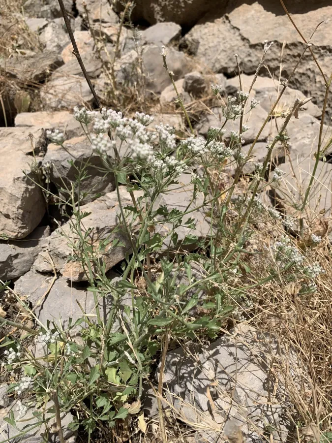 Pimpinella kotschyana