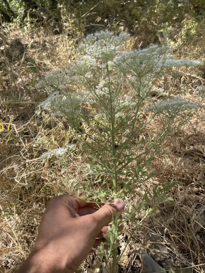 Pimpinella kotschyana