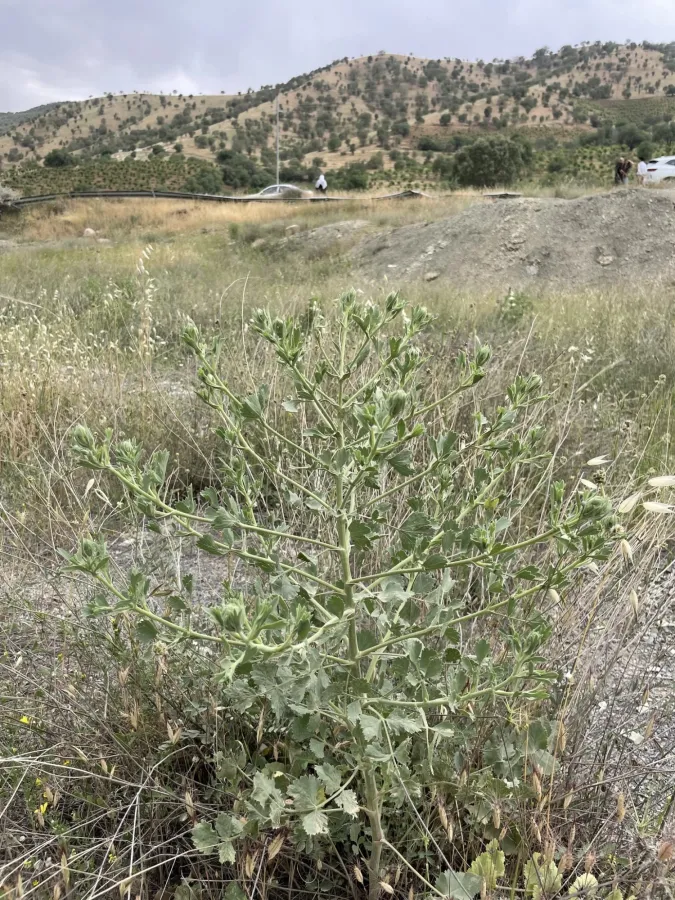 Pimpinella oliverioides