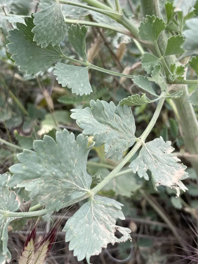 Pimpinella oliverioides
