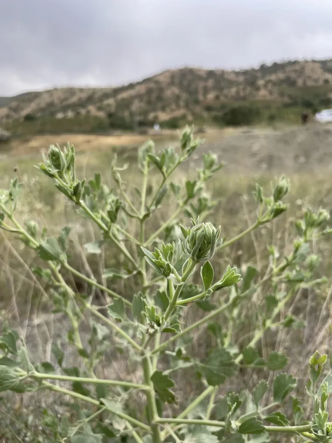 Pimpinella oliverioides