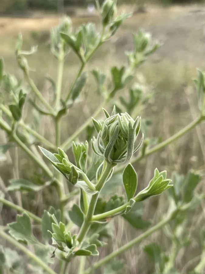 Pimpinella oliverioides