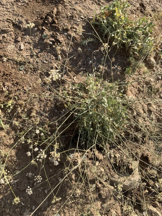 Pimpinella tragium
