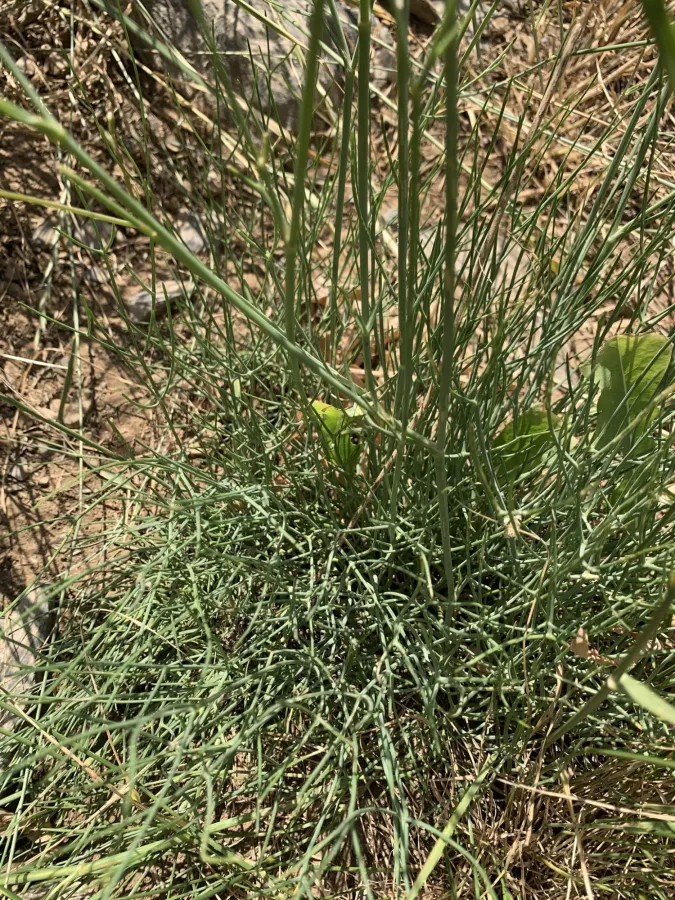 Pimpinella tragium