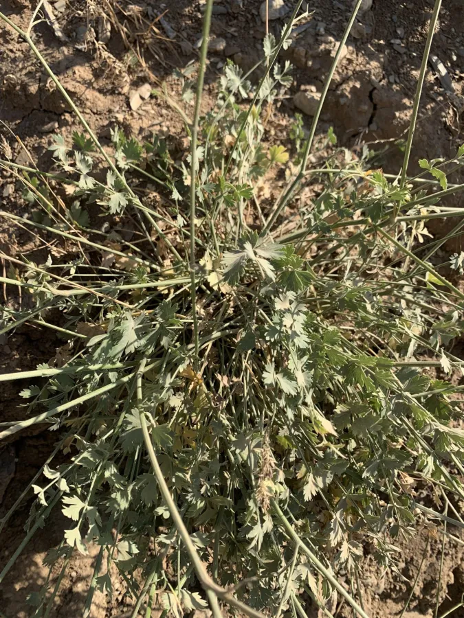 Pimpinella tragium