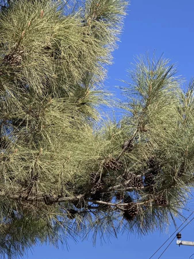 Brutia Pine