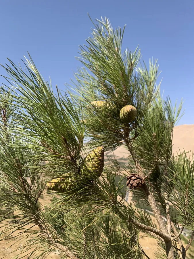 Brutia Pine