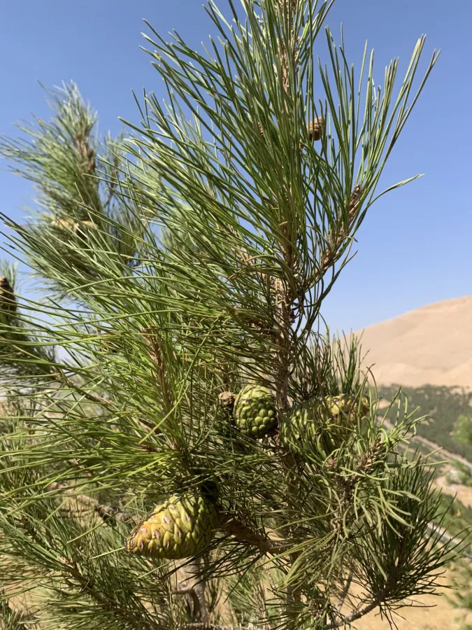 Brutia Pine