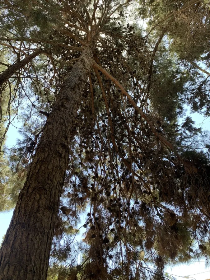 Brutia Pine
