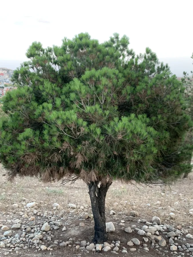 Pinus pinea