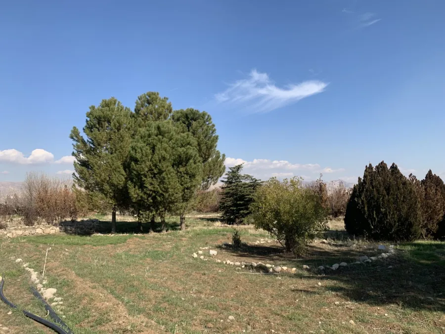 Pinus pinea