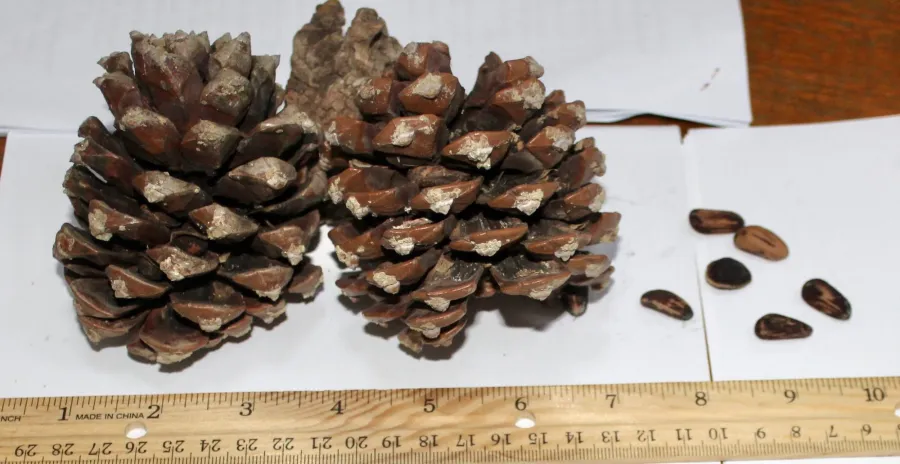 Pinus pinea