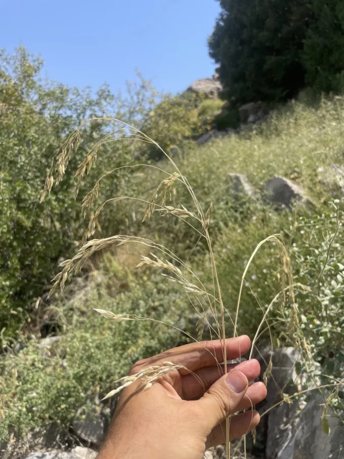 Piptatherum holciforme