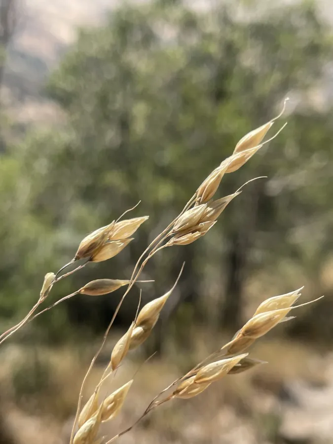 Piptatherum holciforme