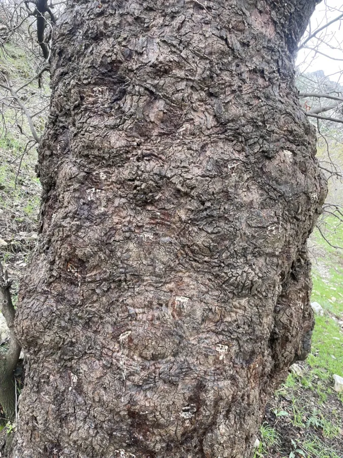 Pistacia eurycarpa