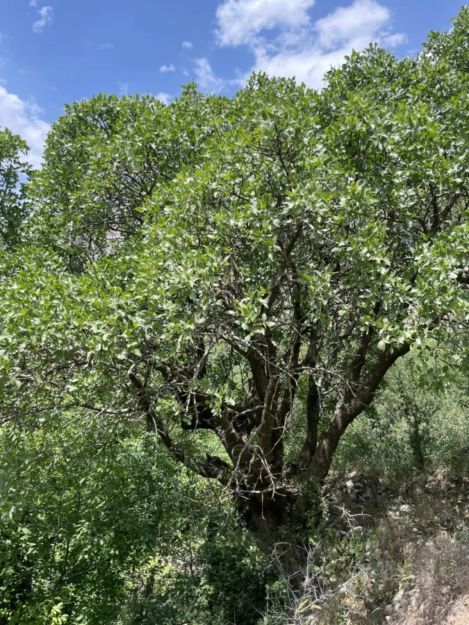 Pistacia eurycarpa