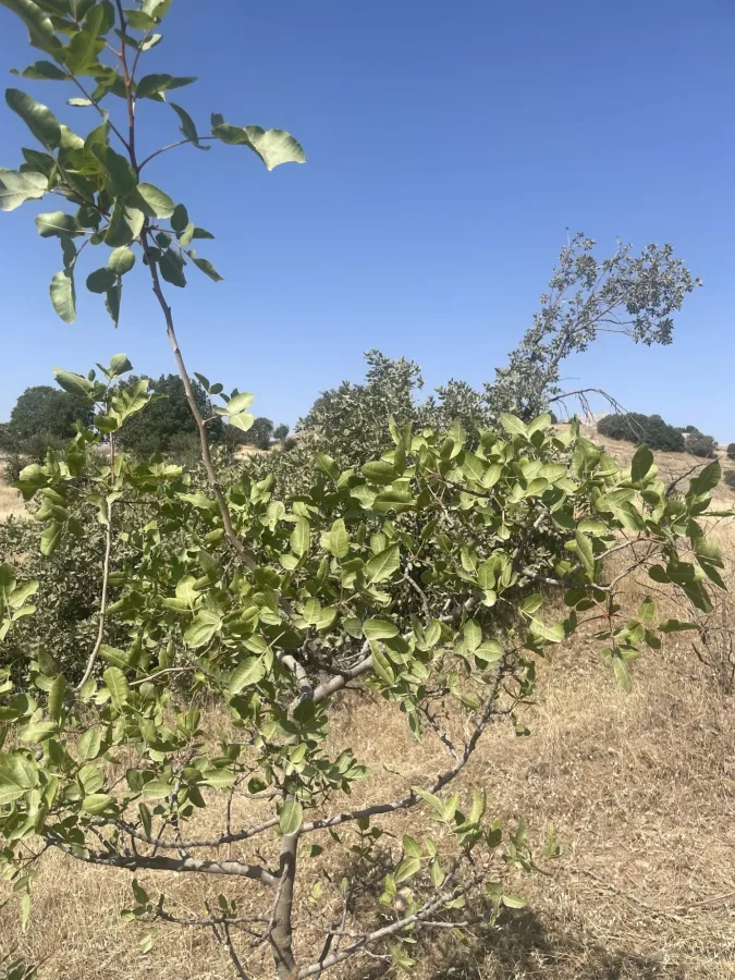 Pistacia vera