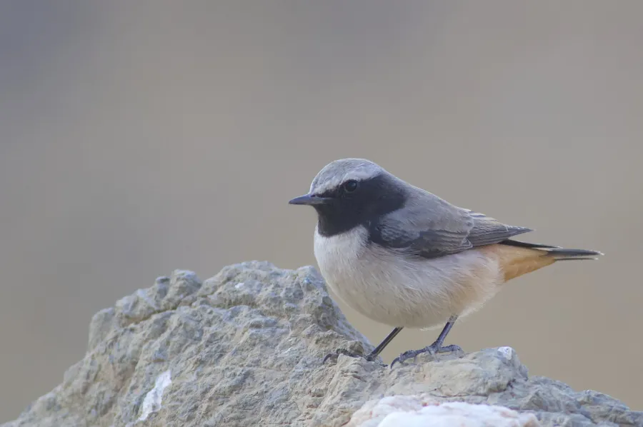 Kurdistan Wheatear