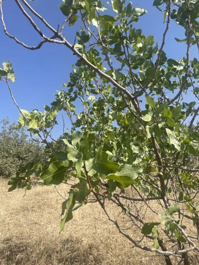Pistacia vera