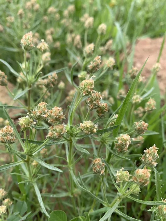 Plantago afra