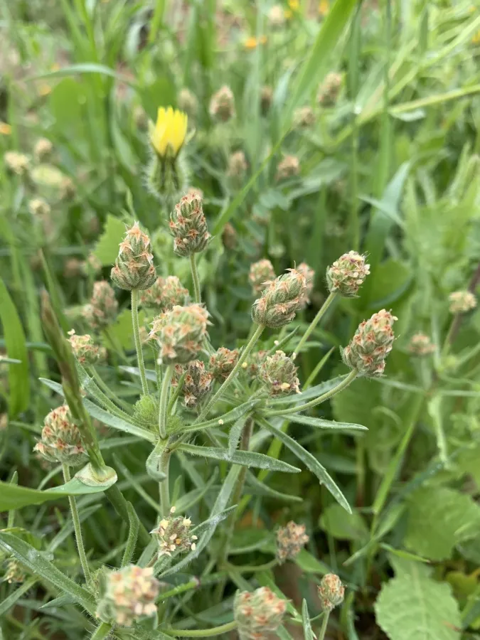Plantago afra