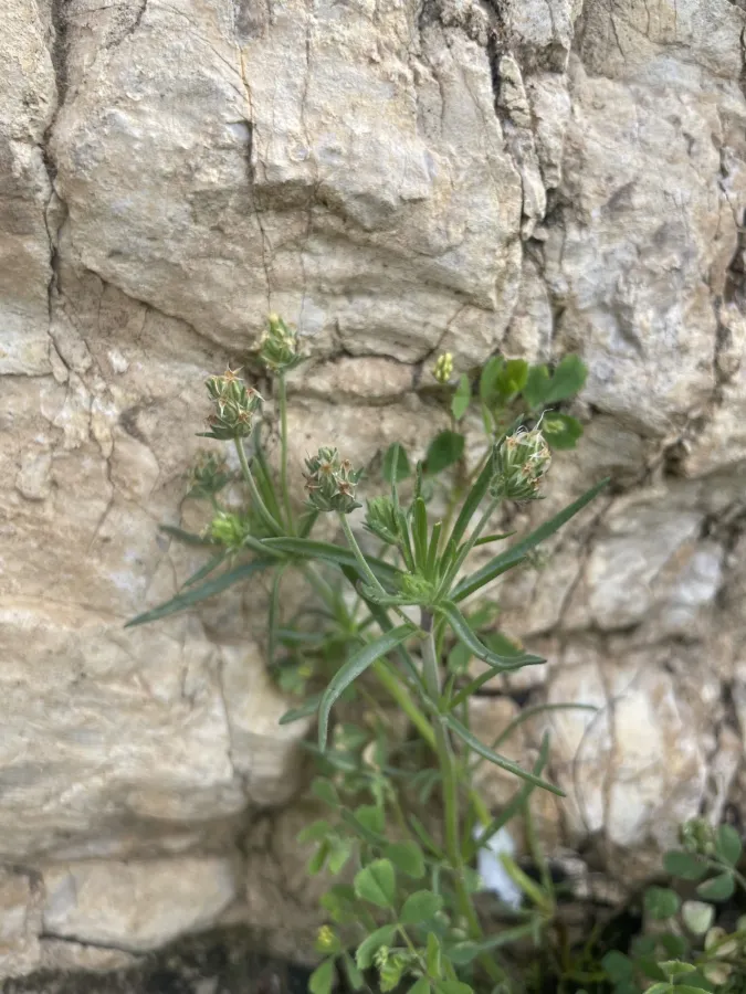 Plantago afra