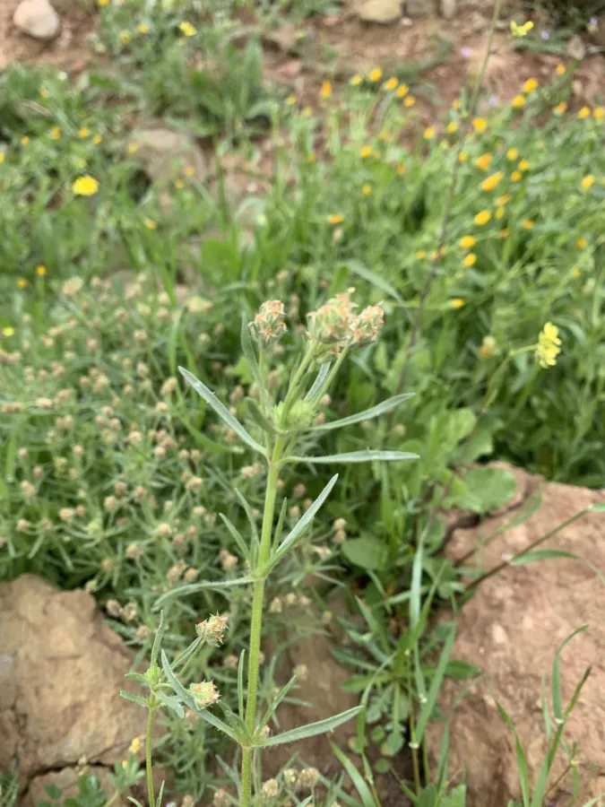 Plantago afra