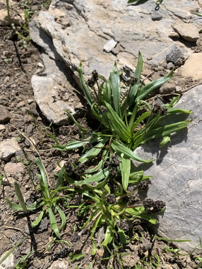 Plantago atrata