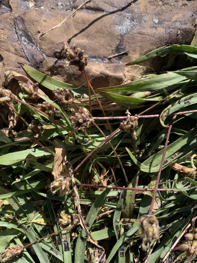 Plantago atrata
