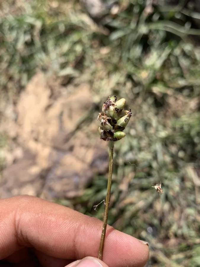 Plantago atrata