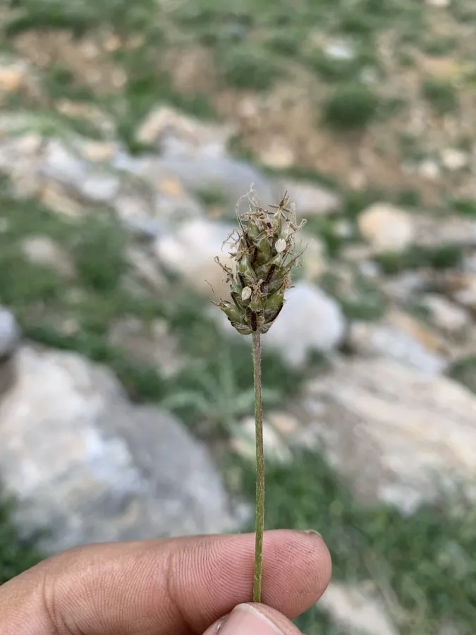 Plantago atrata