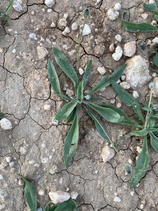 Plantago lagopus