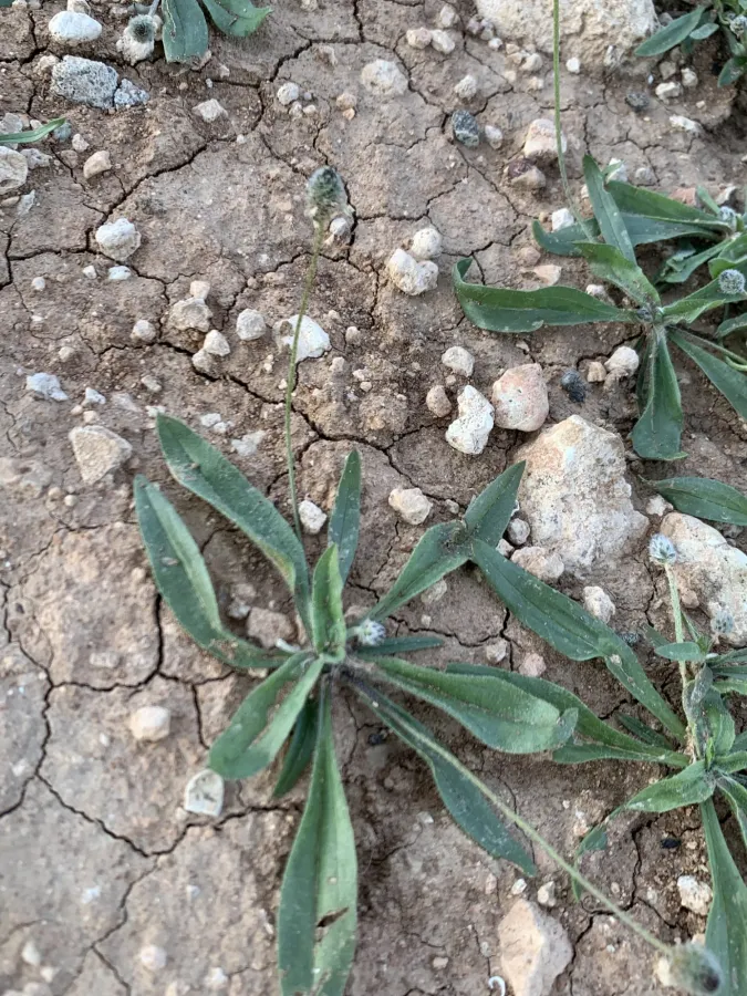 Plantago lagopus