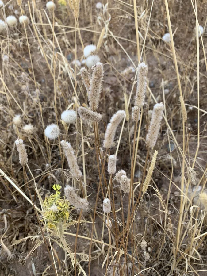 Plantago lagopus