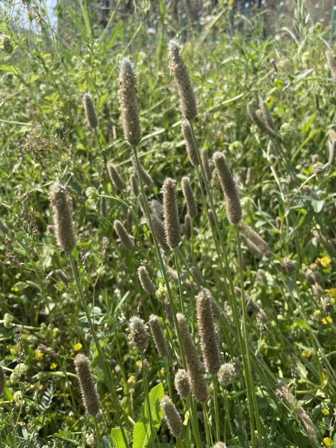 Plantago lagopus