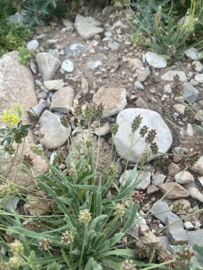 Plantago loeflingii