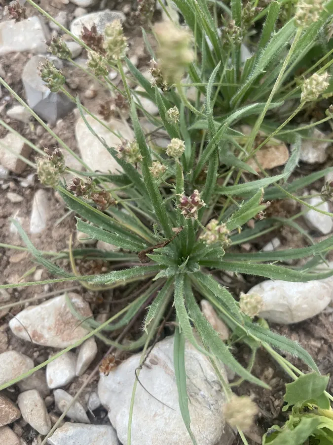 Plantago loeflingii