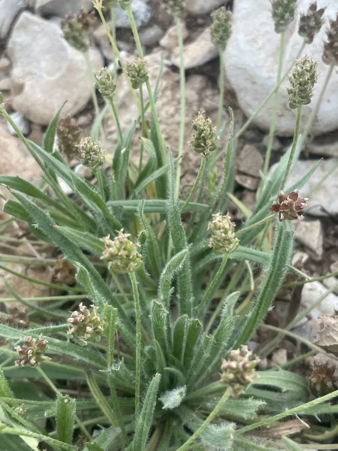 Plantago loeflingii