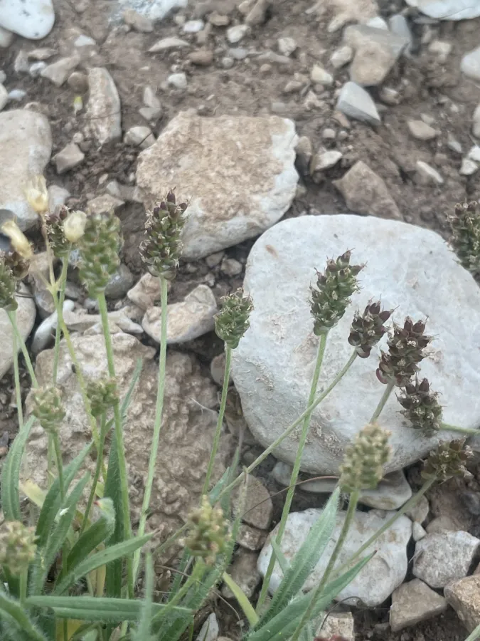Plantago loeflingii