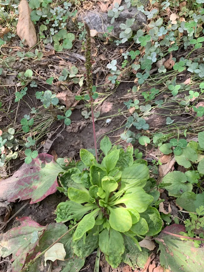 Plantago major