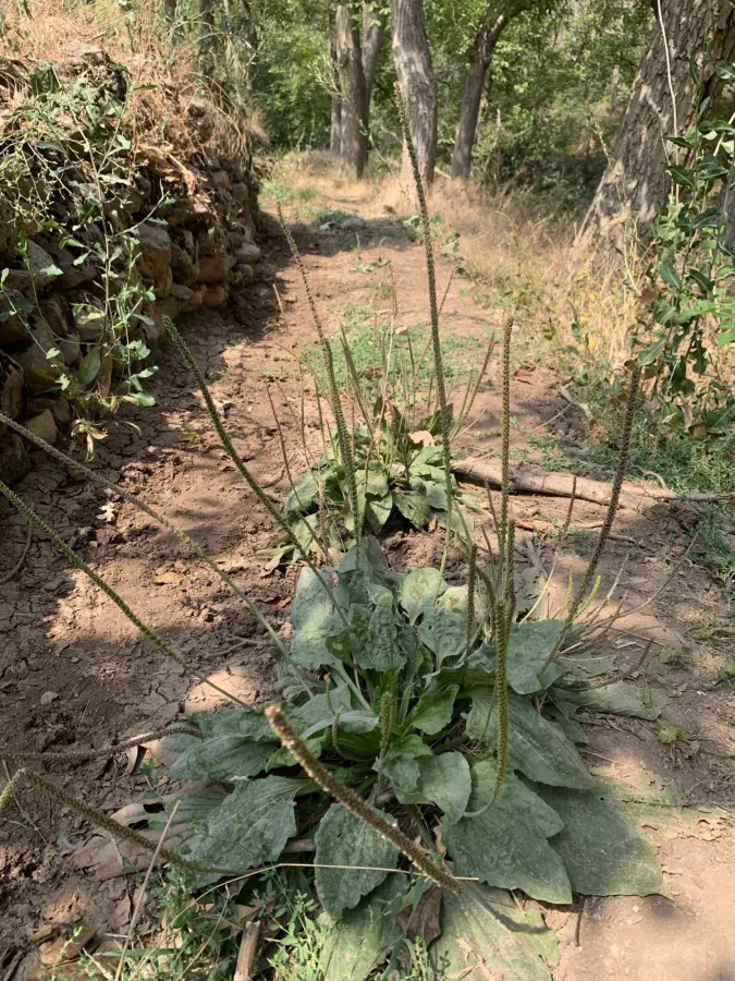 Plantago major