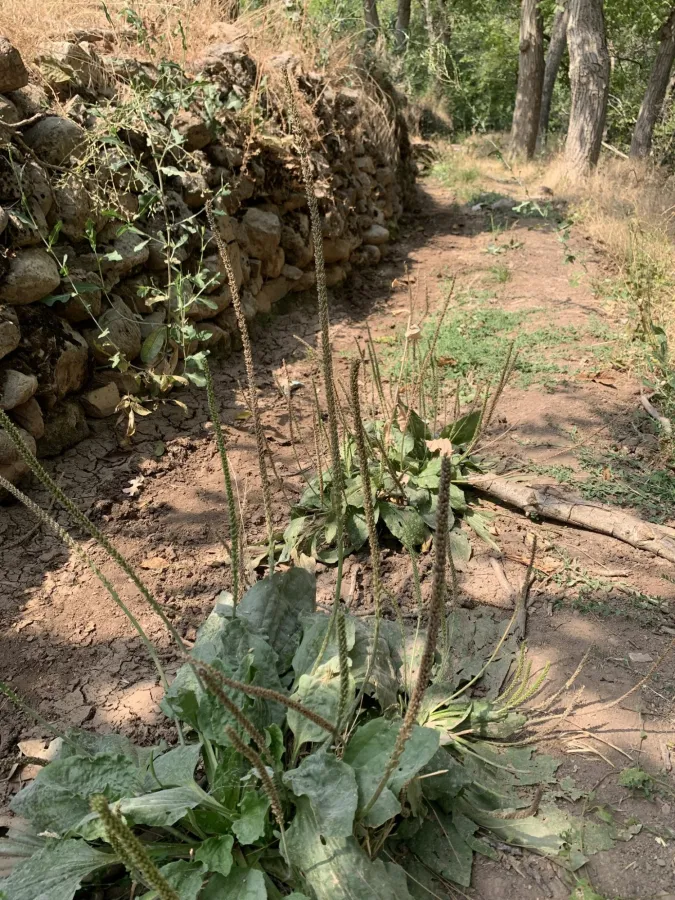 Plantago major
